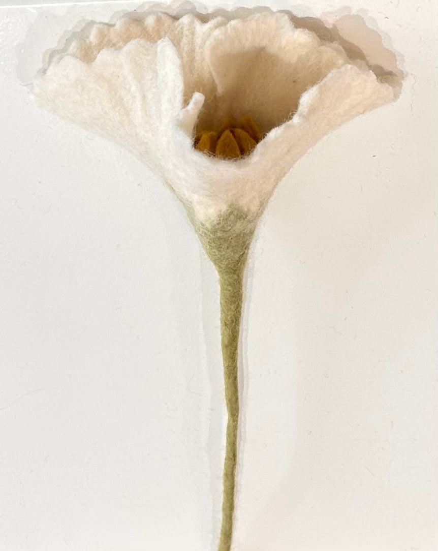 Fleur Pavot Blanc et Corail
