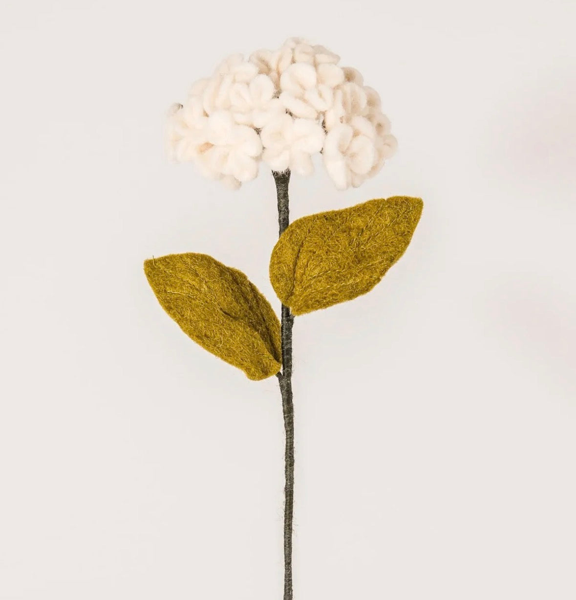 Hortensia ( blanc)